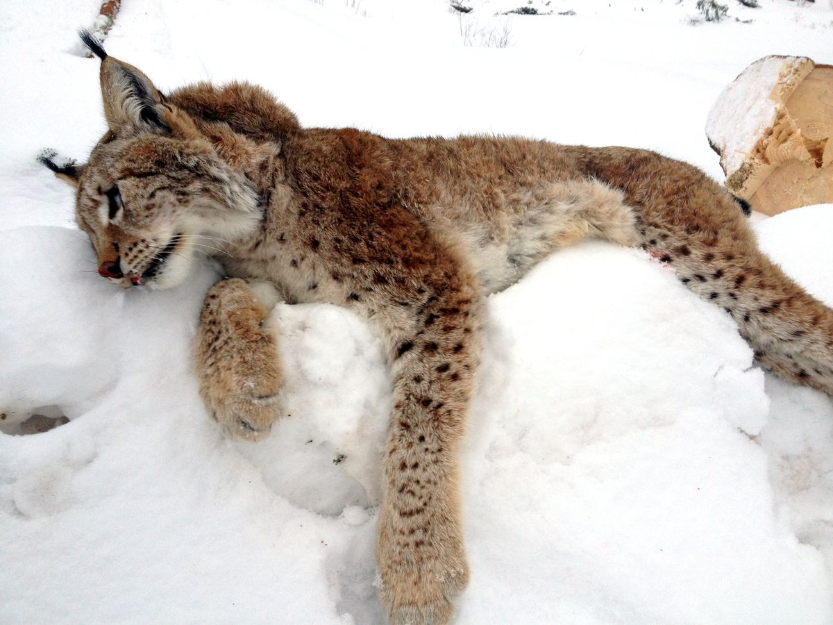 Her har de stanset gaupejakten