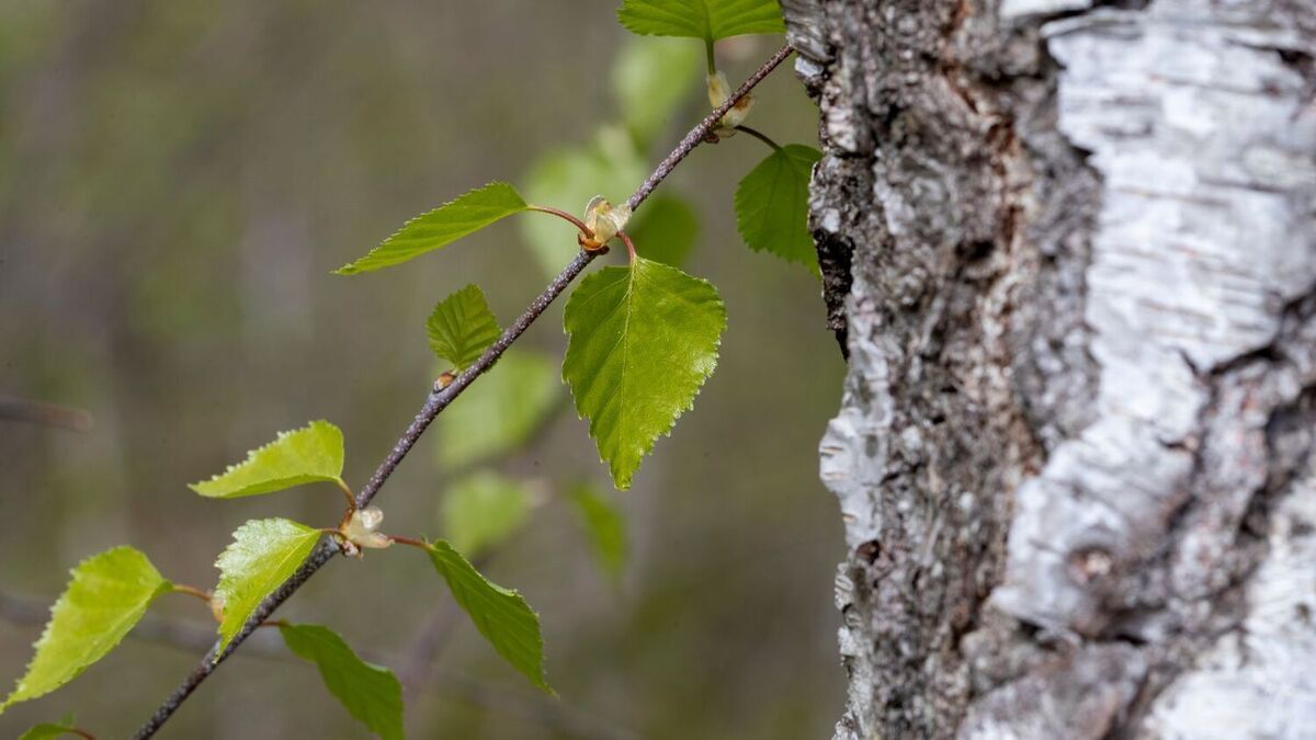 Nå starter årets bjørkepollensesong