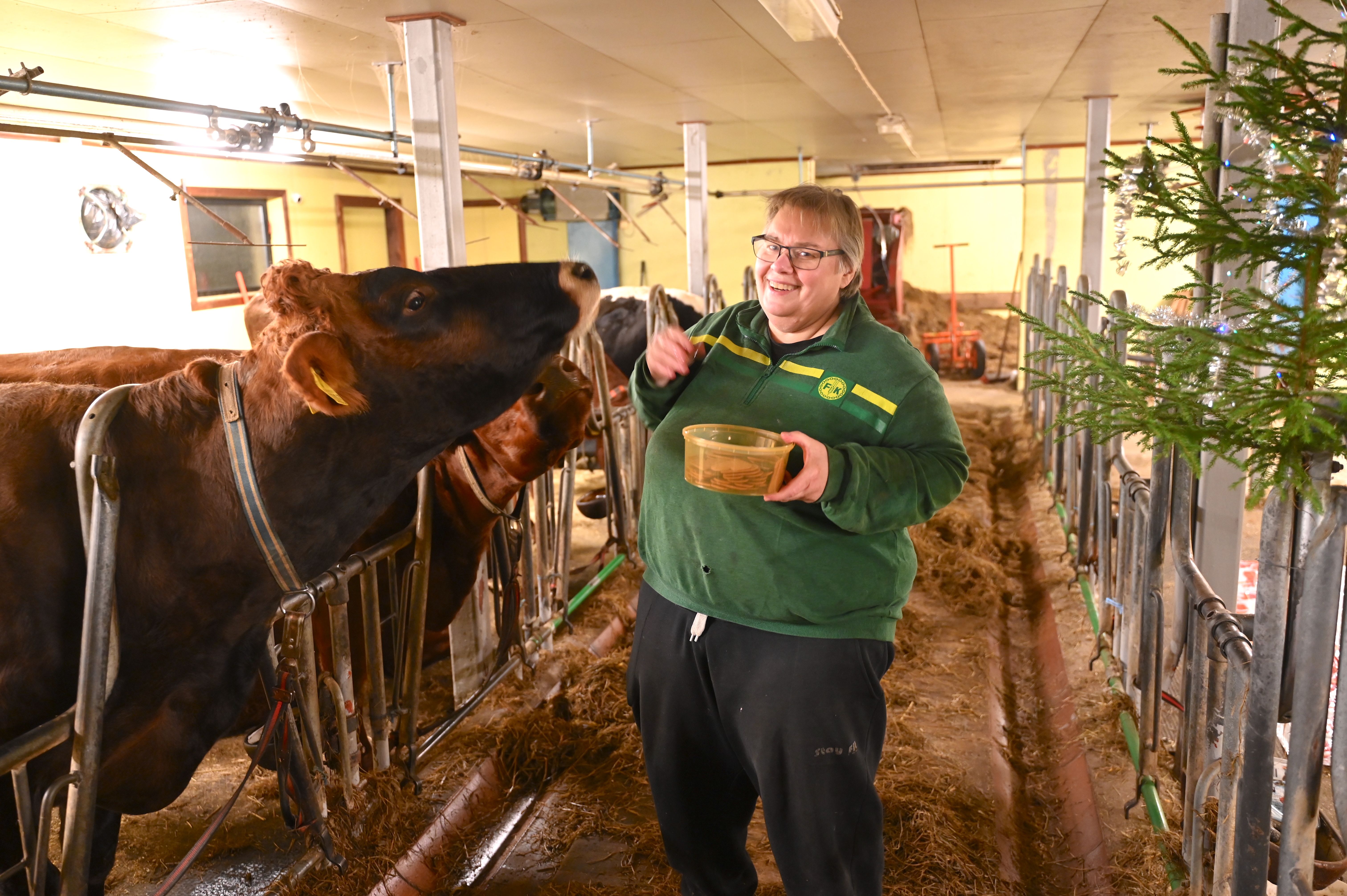 Nyter førjuls­tiden i fjøset – helt uten pande­mier