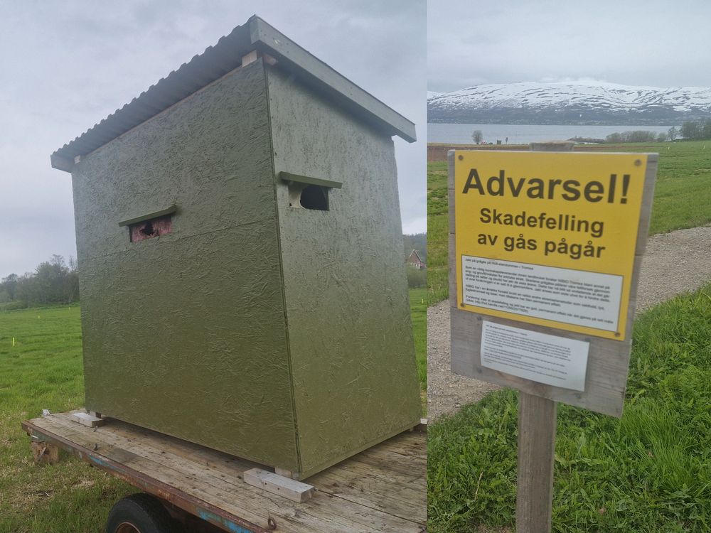 Gåsejakta på Holt ga ønsket effekt, men det etterlyses flere jegere