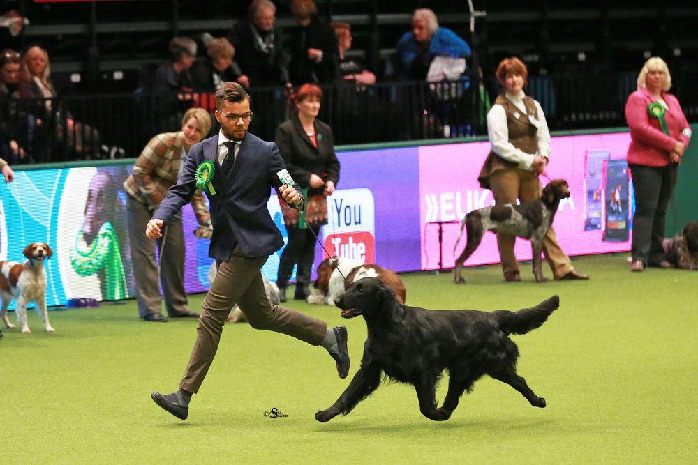 Hunden Lukas er best i verden itromso no 