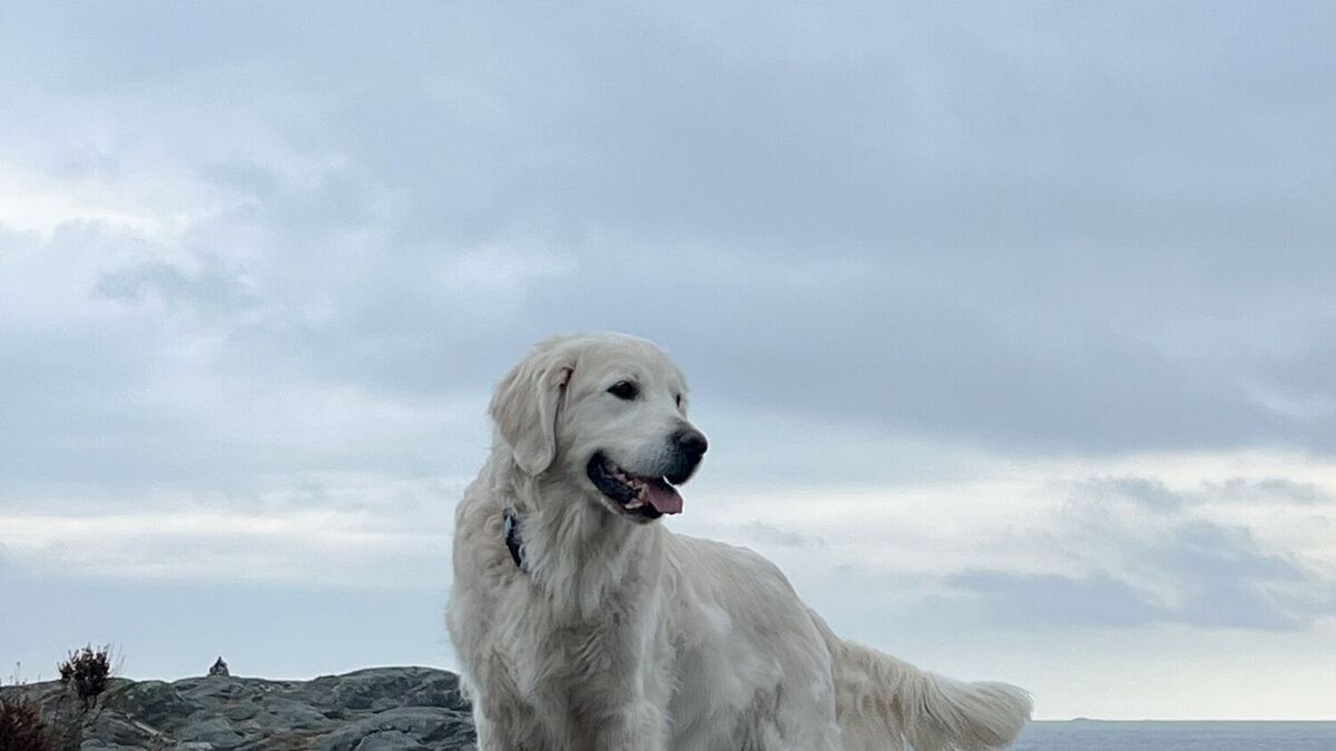 Golden retriever, border collie og labrador er mest populære