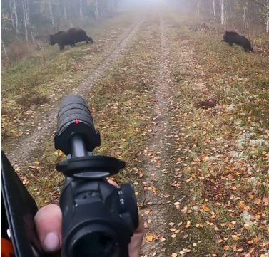 Krever to års fengsel for ulovlig bjørnejakt