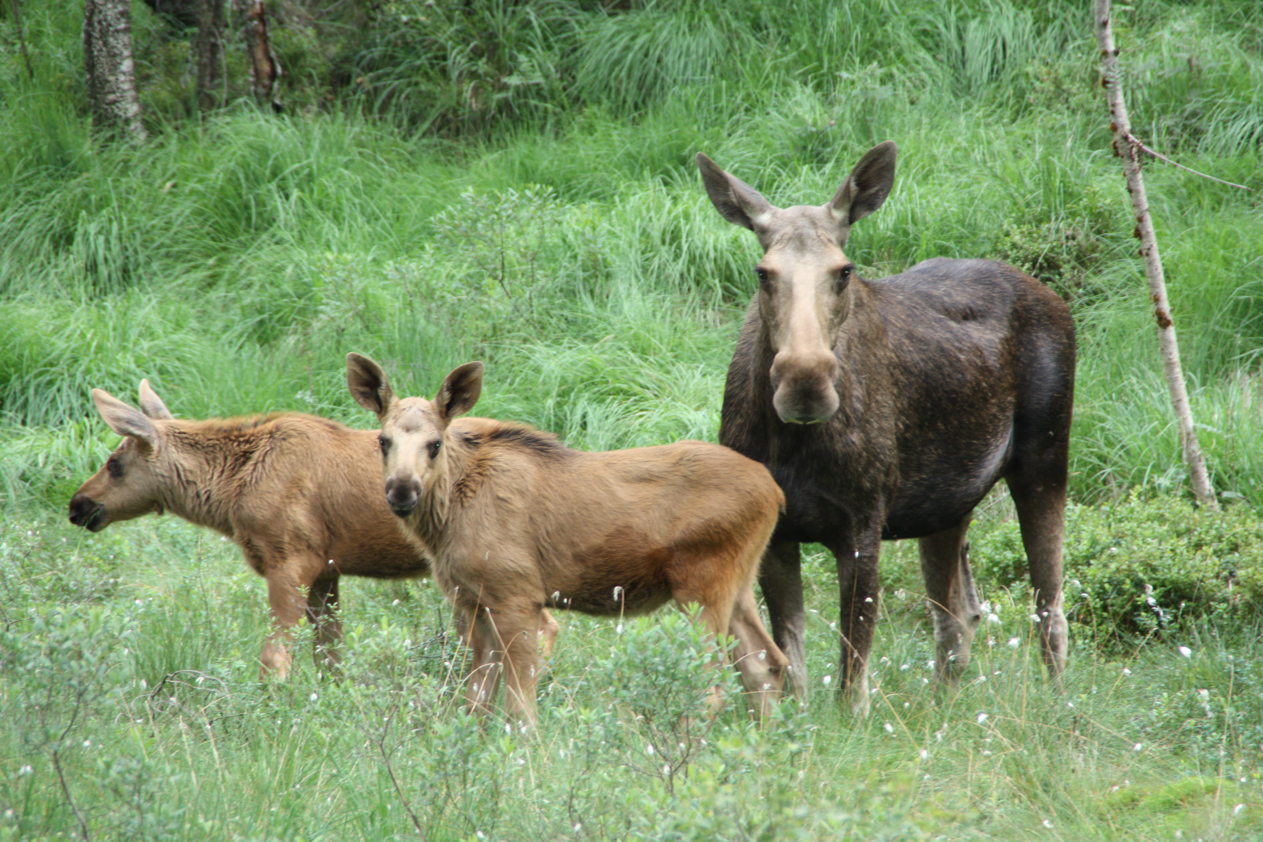 I disse fire Lister-kommunene frarådes uttak av mer elg