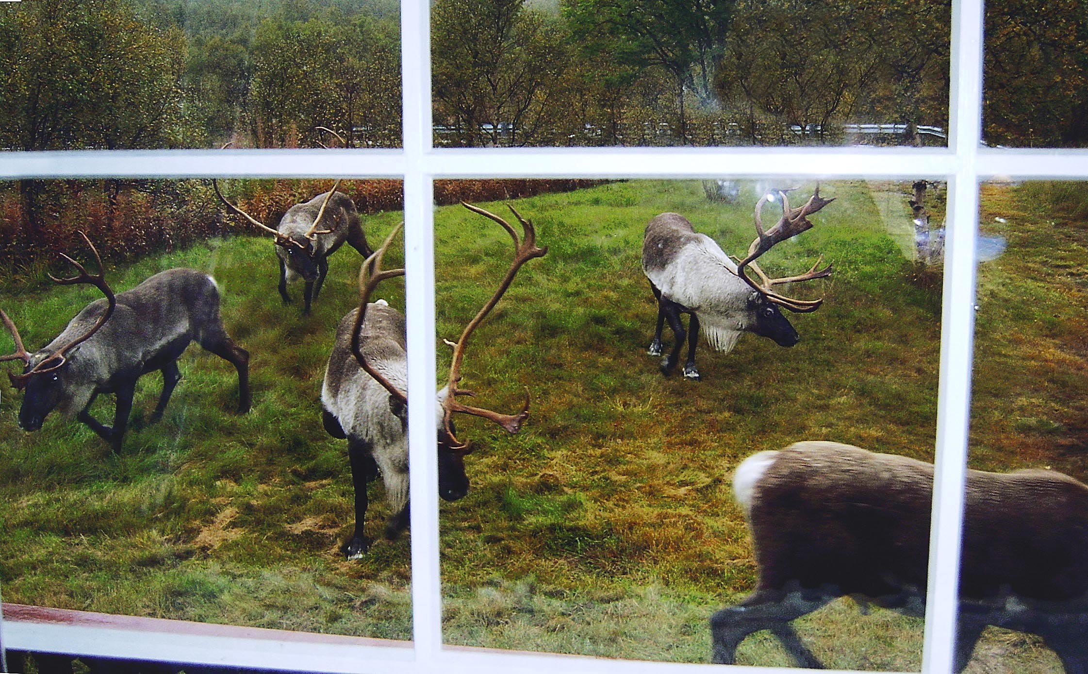 Skal villreinen bestemme alt?