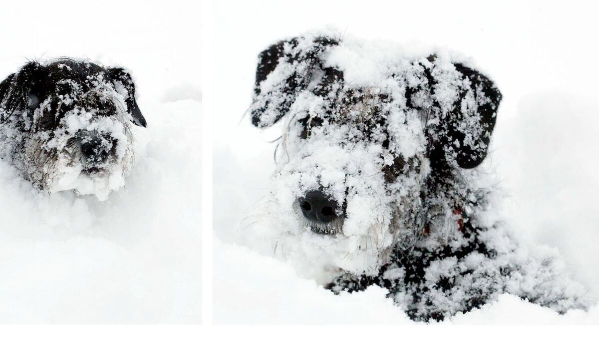 Sprengkulde kan gi alvorlige frostskader hos kjæledyr