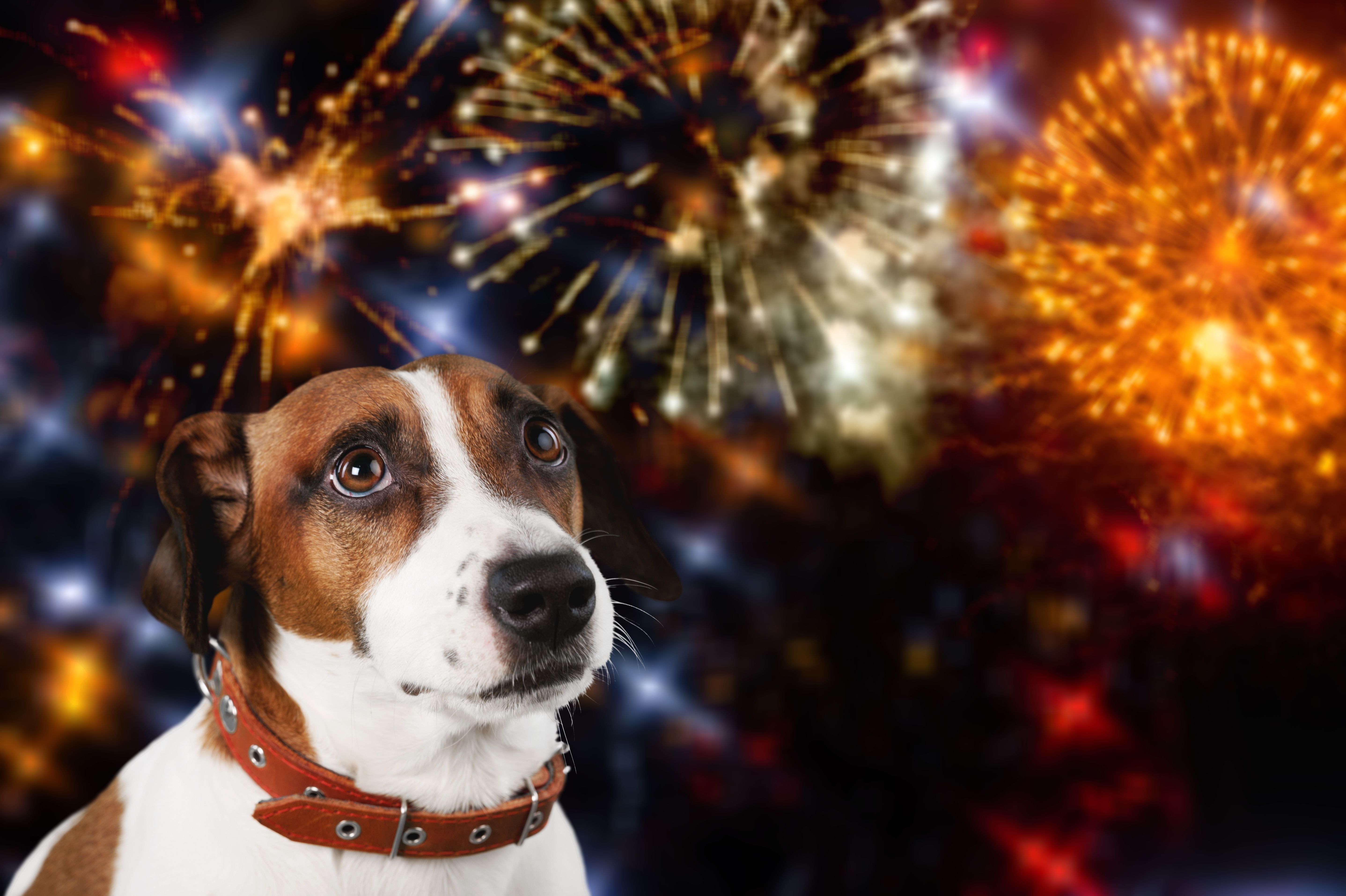 Du kan ikke sette likhetstegn mellom et levende vesen og fem sekunders visuell støy