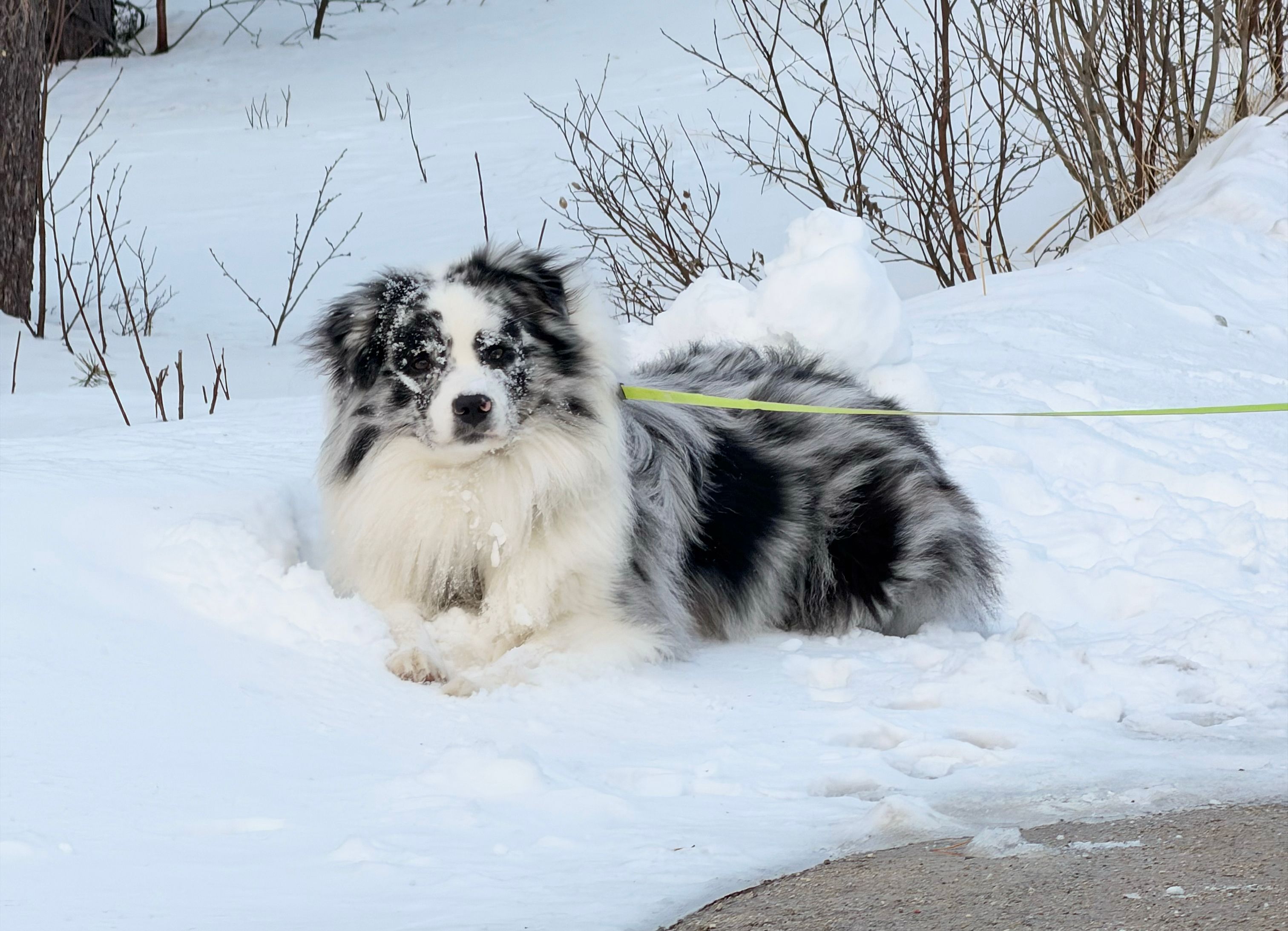Tror hund fikk i seg narkotika på luftetur på Hovden: – Livredd