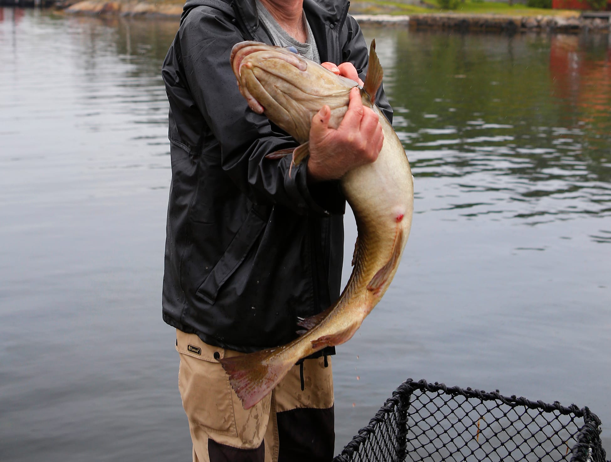 Er matgrunnlaget for torsk blitt borte?