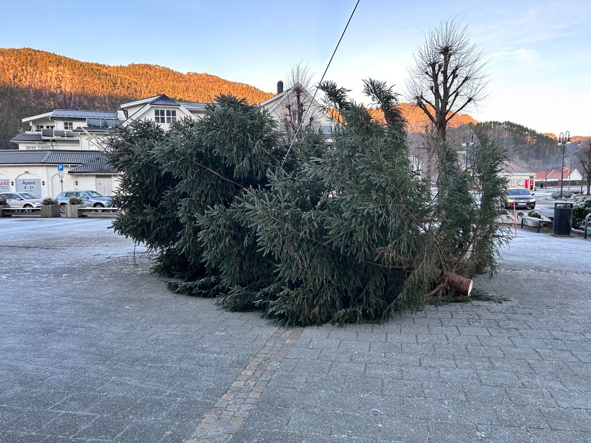 Her er jule­treet sagd ned: – Utrolig trist