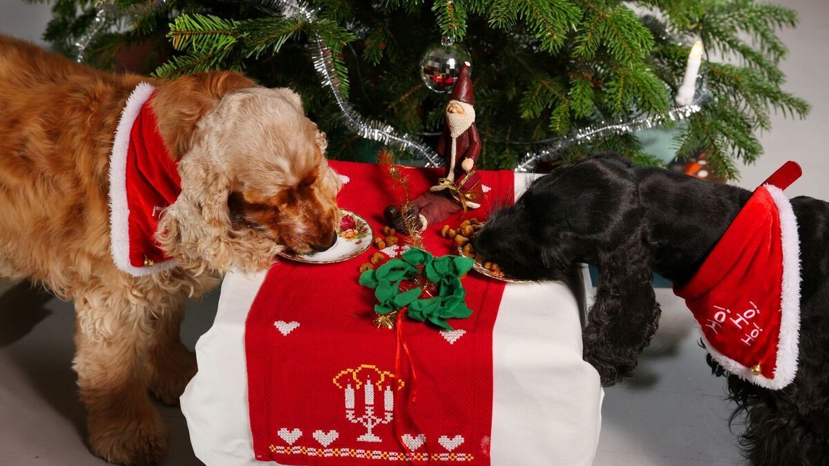 Veterinær advarer mot julefarer for kjæledyr