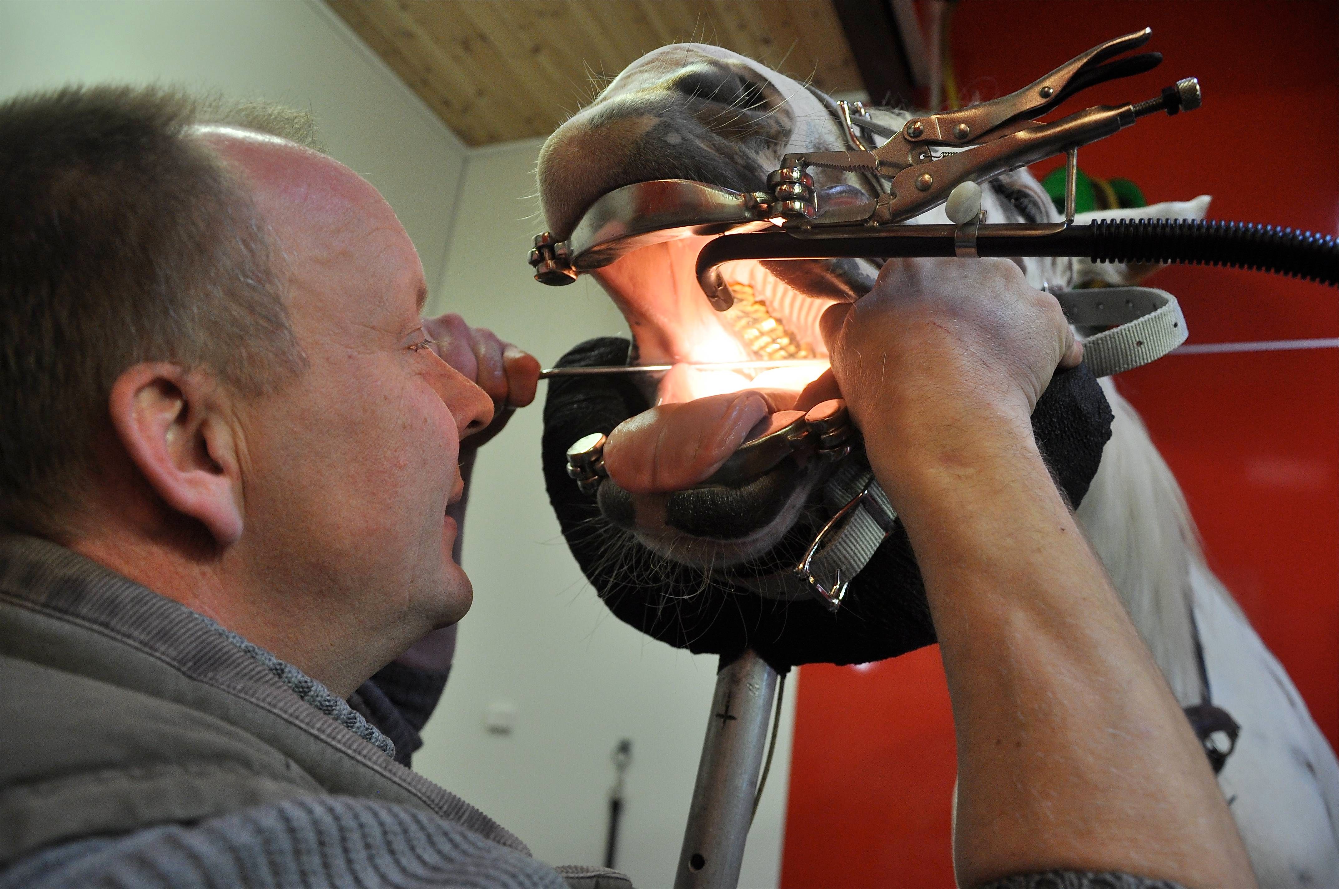 Vete­rinæren omsatte for 3,4 millioner i fjor