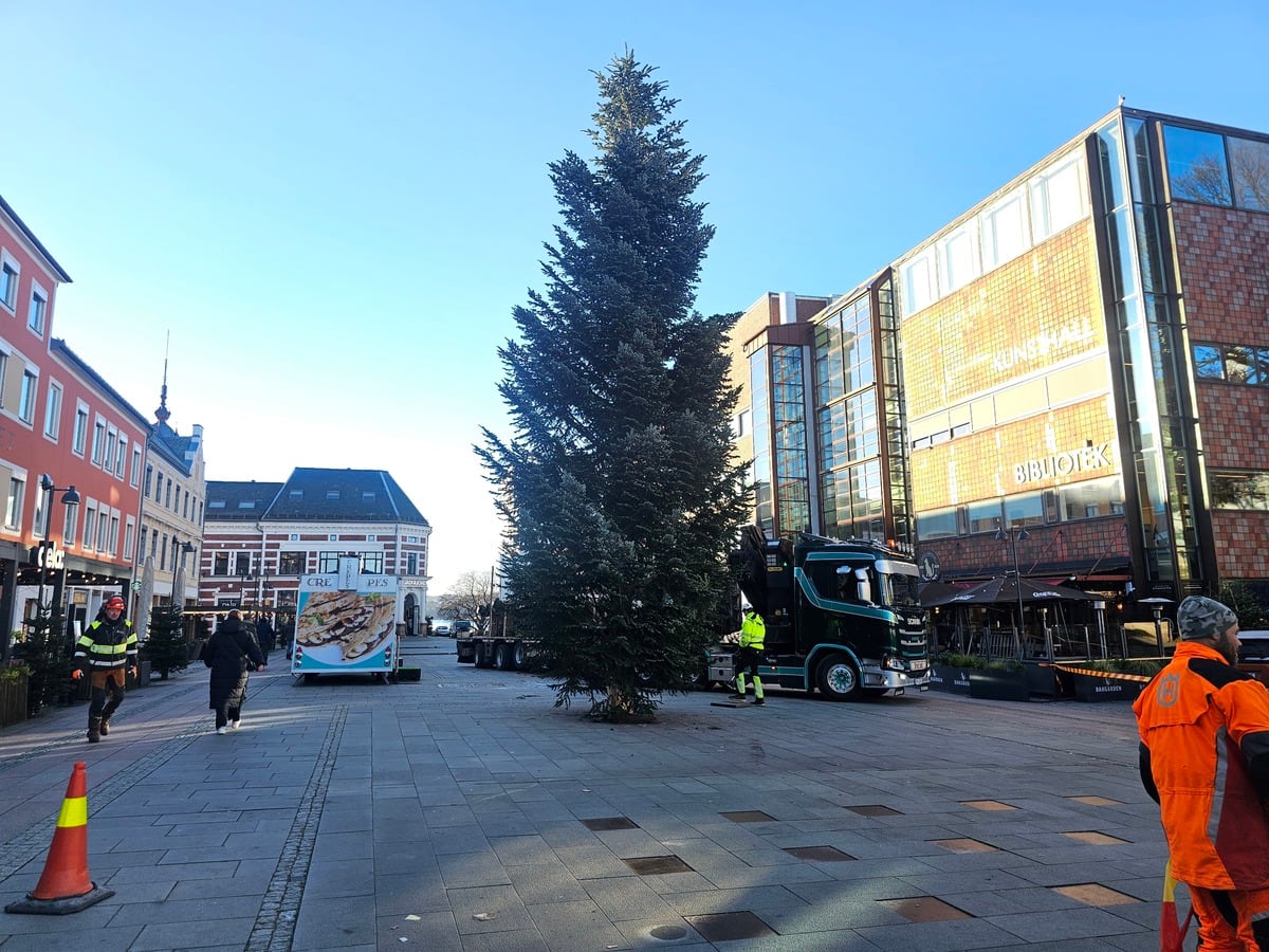 Her er årets julegran: – Stadig vanskeligere