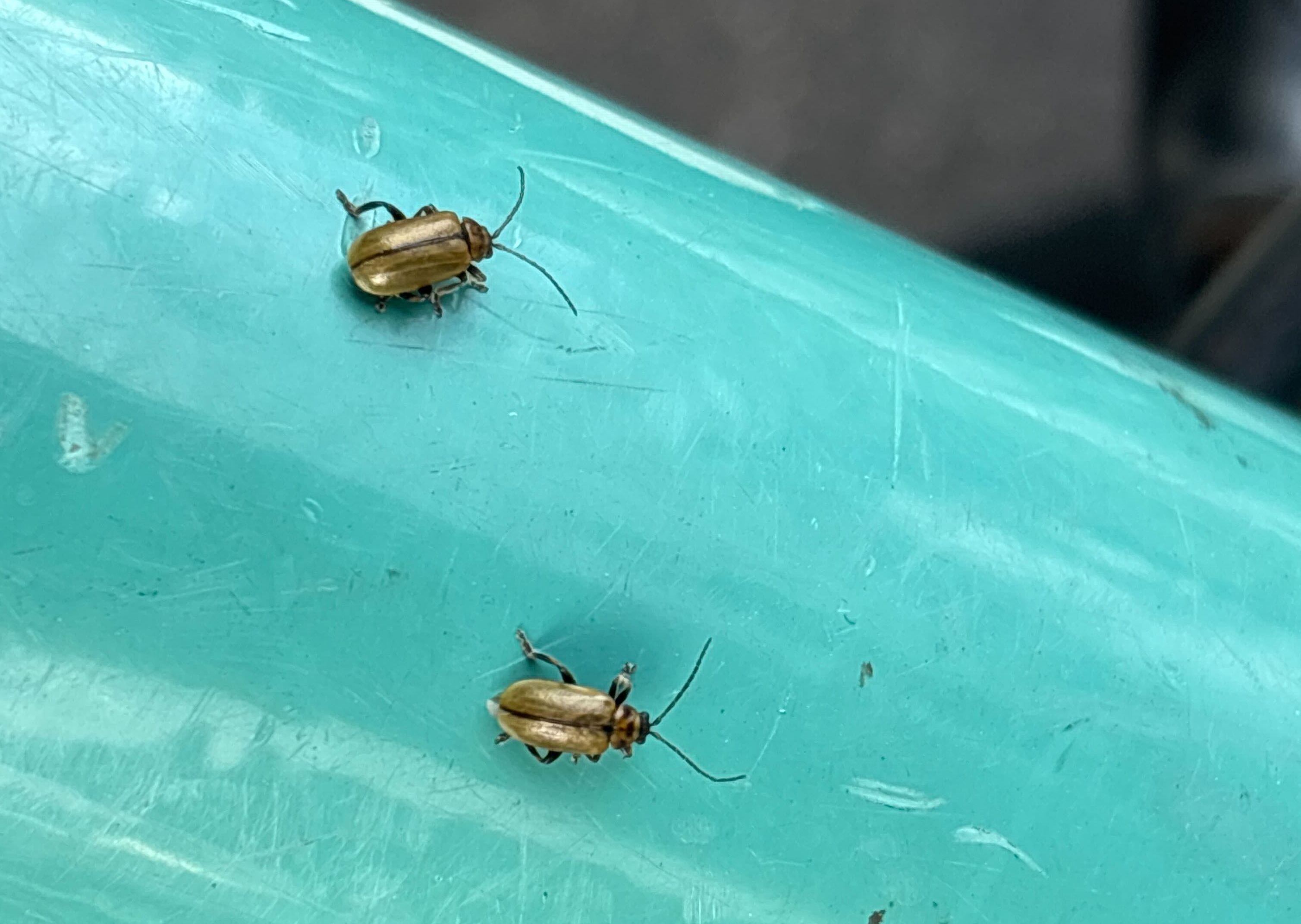 Disse har kommet fram i varmen: – Tydeligvis mange