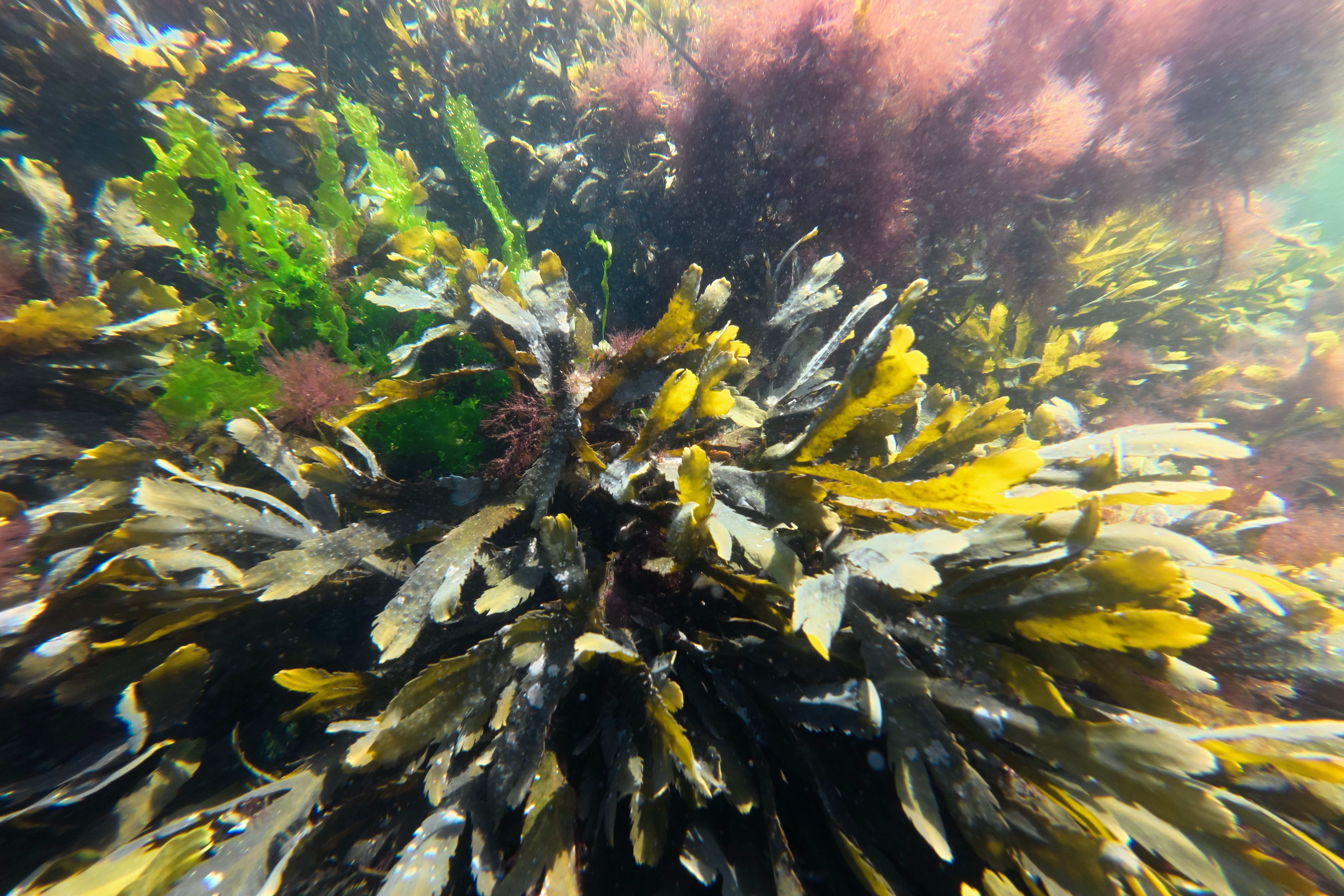 Rekord: – Varmeste året målt noensinne