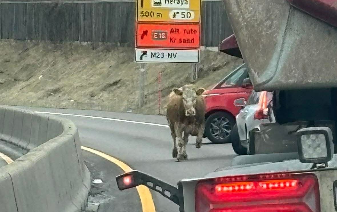 Ku havnet på E18 – måtte avlives